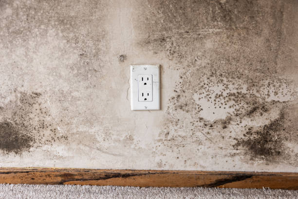 Best Basement Mold Removal  in Los Angeles, CA