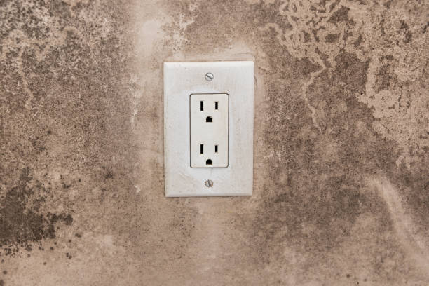 Los Angeles, CA Mold Removal Company