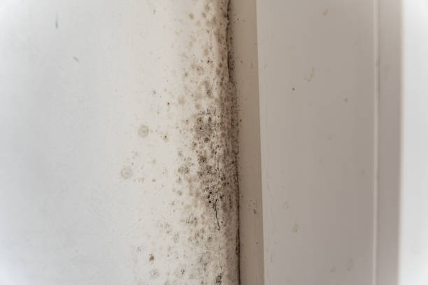 Best Comprehensive Air Testing for Mold Contaminants  in Los Angeles, CA